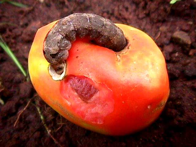 tomato a fruit healthy fruit loaf tomato a fruit healthy fruit loaf